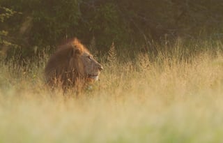 Photograph Lions in Kruger Park